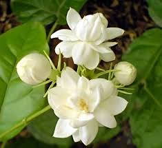 Mogra Belle Of India Jasmine Jasmine Flower Amazing Flowers Jasmine Flower Tattoos