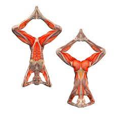 Check spelling or type a new query. Supported Headstand Feet Together Baddhakona Sirsasana Yoga Poses Yoga Com Yoga Anatomy Yoga Muscles Yoga Asanas