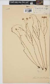 Image result for Nolletia zambesica