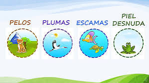 LOS ANIMALES Y SU CUBIERTA CORPORAL