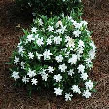 Small evergreen flowering shrubs for full sun. 30 Dwarf Shrubs Ideas Shrubs For Landscaping Dwarf Shrubs Shrubs