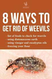 So, how do you get rid of weevils in your bed and your bedroom? 8 Ways To Get Rid Of Weevils In The House New Life On A Homestead
