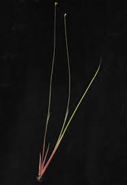 Image result for Xyris anceps