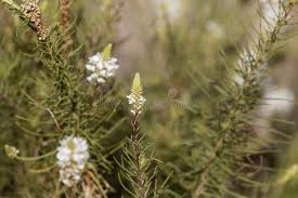 Image result for Hebenstretia dentata