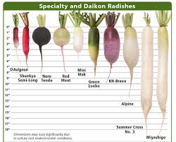Radish Specialty Daikon Varieties Planting Program