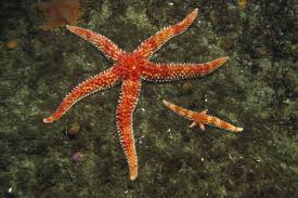 Reproduction Through Fragmentation Sea Star Animals Cycle