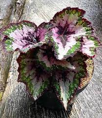 Check spelling or type a new query. Teknik Budidaya Tanaman Hias Begonia Garnesia Com