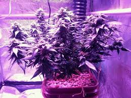 We did not find results for: Best Led Grow Lights 2021 Top 10 Picks For Growing Indoors
