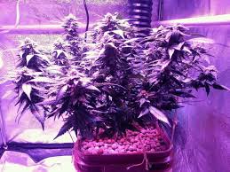Maybe you would like to learn more about one of these? Best Led Grow Lights 2021 Top 10 Picks For Growing Indoors