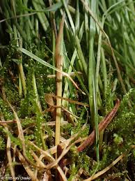 Image result for Carex leptosaccus