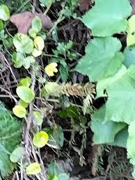 Image result for Cynanchum obtusifolium