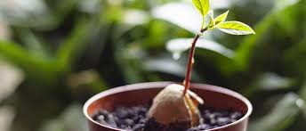 We did not find results for: Digging In Avocado Gardening Process Avocados From Mexico