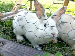 High quality harlequin rabbit gifts and merchandise. Does This Mean Broken Magpie Rabbit Talk Meat Rabbit Farming Forum