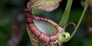 Lesson Plan Rainforest Adaptations Plant Adaptations Rainforest Plants Pitcher Plant