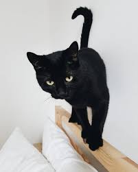Pepito Olivia Pepito Olivia Black Cat Panther Cat Lover Black Cat Cats Panther Cat