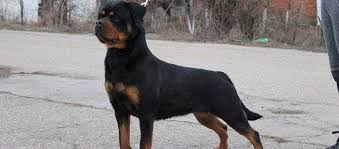 If you are in search of cheap rottweiler puppies for sale near me or rottweiler for adoption, buy rottweiler puppies from rottweiler spot. German American And Serbian Rottweilers The Differences Uncovered Mississippi Rottweilers