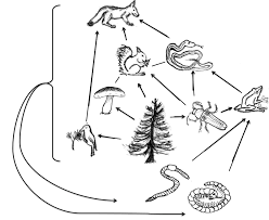 Ecosystems 1 Biological Principles