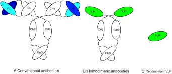 Boom found the doctored and original versions of the image. Use Of Camel Single Domain Antibodies For The Diagnosis And Treatment Of Zoonotic Diseases Sciencedirect
