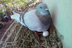 Самки голубей