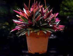 The leaves are green on top and purple/violet below. Moses In The Cradle Guide How To Grow Care For Tradescantia Spathacea