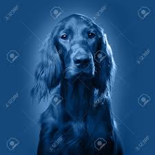 Color dog head, irish setter breed on white background. Dogs Portrait Coloring Page For Blue In Studio Stock Photo Picture And Royalty Free Image Image 135857444