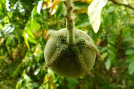 Image result for Solanum wrightii