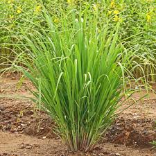 * percent daily values are based on a 2000 calorie diet. East Indian Lemongrass Seeds Terroir Seeds