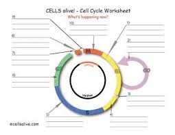 Our main purpose is that these review the cell cycle worksheet answer key photos gallery can be a guidance for you, give you more inspiration and also help you get a nice day. Cells Alive Cell Cycle Worksheet Cell Cycle Cell Division Cell