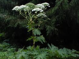 Image result for Heracleum