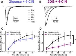 Glycolysis occurs in ten steps. Differential Presynaptic Atp Supply For Basal And High Demand Transmission Journal Of Neuroscience