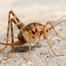 I forgot to block their entry into our home! What Are Camel Crickets And Why Are They In My House Russell S Pest Control
