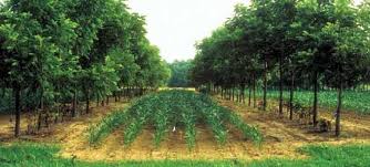 Alley Cropping Corn Walnuts Agroforestry Wikipedia Garden Cultivator Garden Layout Vegetable Farm Layout