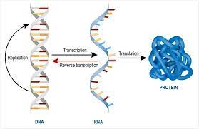 Mrna is used repeatedly to meet high demand of. Types Of Rna Mrna Rrna And Trna