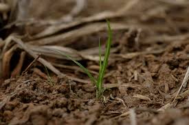 Image result for Cyperus tenuispica