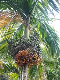 Areca Betel Nut Palm Tree Betel Nut Areca Nut Plant Care