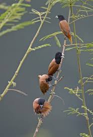 Black Bird With Red Spot On Chest 