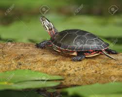 Check spelling or type a new query. Midland Painted Turtle Chrysemys Picta Marginata Basking On A Log Pinery Provincial Park Ontario Canada Stock Photo Picture And Royalty Free Image Image 14858584