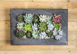 Maybe you would like to learn more about one of these? Guest Post Creative Ways To Make A Succulent Wall Garden The Herb Cottage