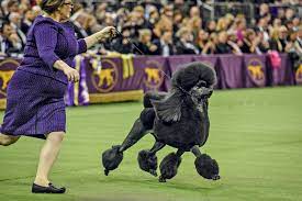 It may not be as adorable as, say, the puppy bowl. S Yimg Com Uu Api Res 1 2 7kbq0sy2jml3ek7oldawj