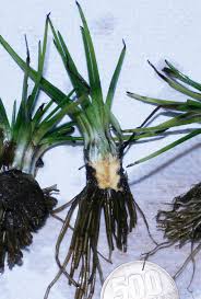 Image result for Isoetes