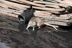 Residential and commercial pest control services. Rodent Control Edmonds Wa Mouse Control Edmonds 206 430 1080 Rat Exterminator Edmonds
