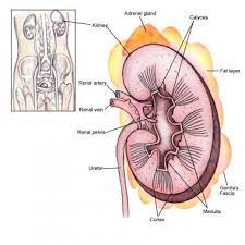 Kidney Anatomy Overview Gross Anatomy Microscopic Anatomy