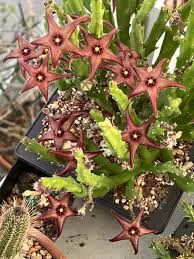 Image result for Orbea lugardii
