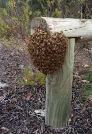 Honey bee colony removal georgia | honey bee swarm removal georgia welcome to our site. Wa Apiarists Society Swarms
