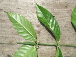 Image result for Polysphaeria