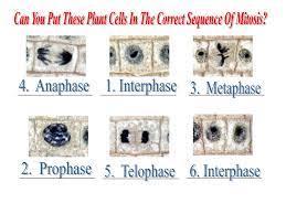 Maybe you would like to learn more about one of these? Chapter 5 The Cell Cycle And Meisois Ppt Download