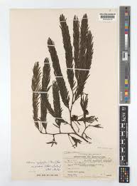 Image result for Samanea leptophylla