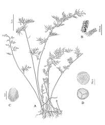 Image result for Ceratopteris