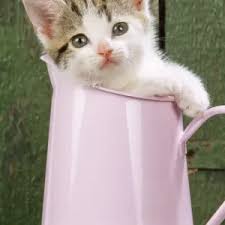 Cat Kitten in Jug Print (JD-20668). Art Prints, Posters & Puzzles from Ardea