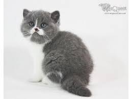 Select from hundreds of pet classifieds that will meet your preference. British Shorthair Born In Dubai Abu Dhabi Dubai Classifieds